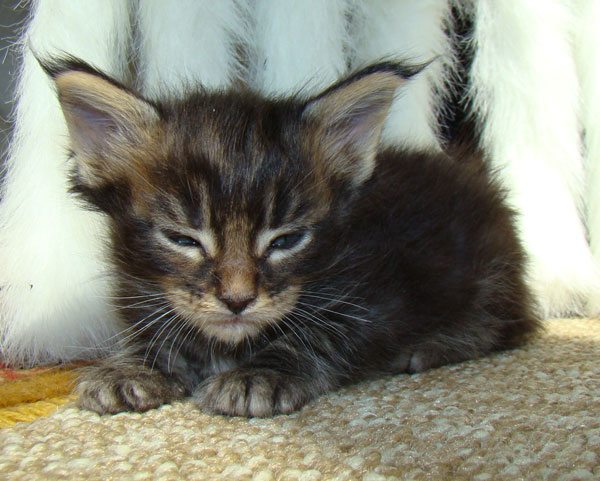     Catsvill County!   !    !       !!!    Catsvill County +7-926-544-74-09     .   ,   ,   ,    ,   ,  ,     ,   -,    ,   !